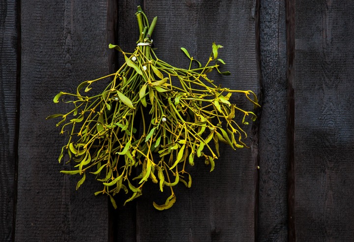 Mistelzweig ©Peter Becker