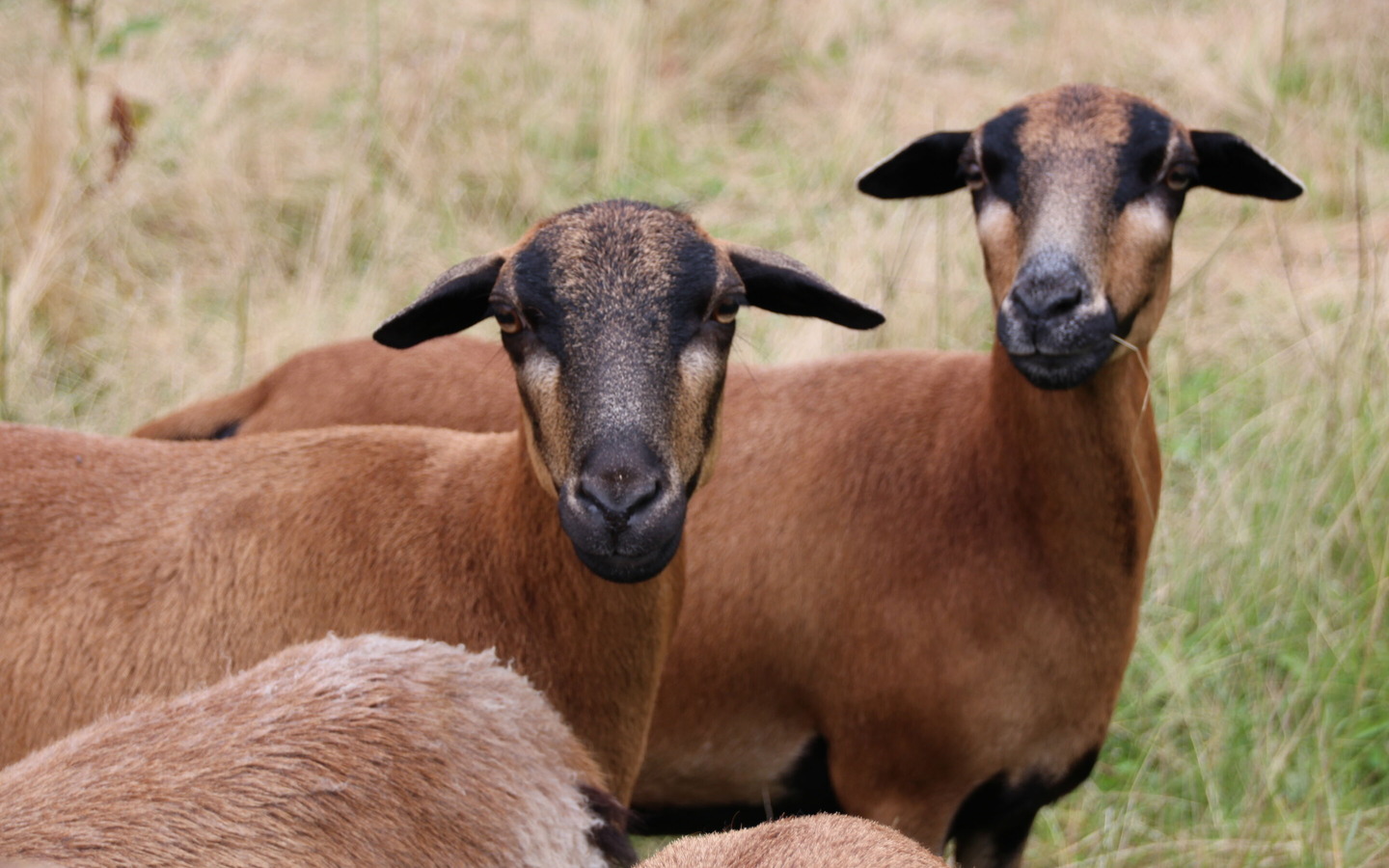 Tiere am Landhasthof, Foto: Peter Becker, Lizenz: Landgasthof Zur Wildbahn