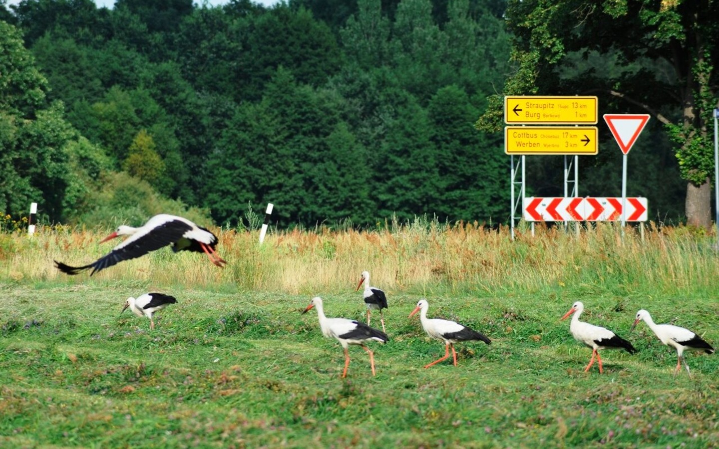 St&ouml;rche im Spreewald