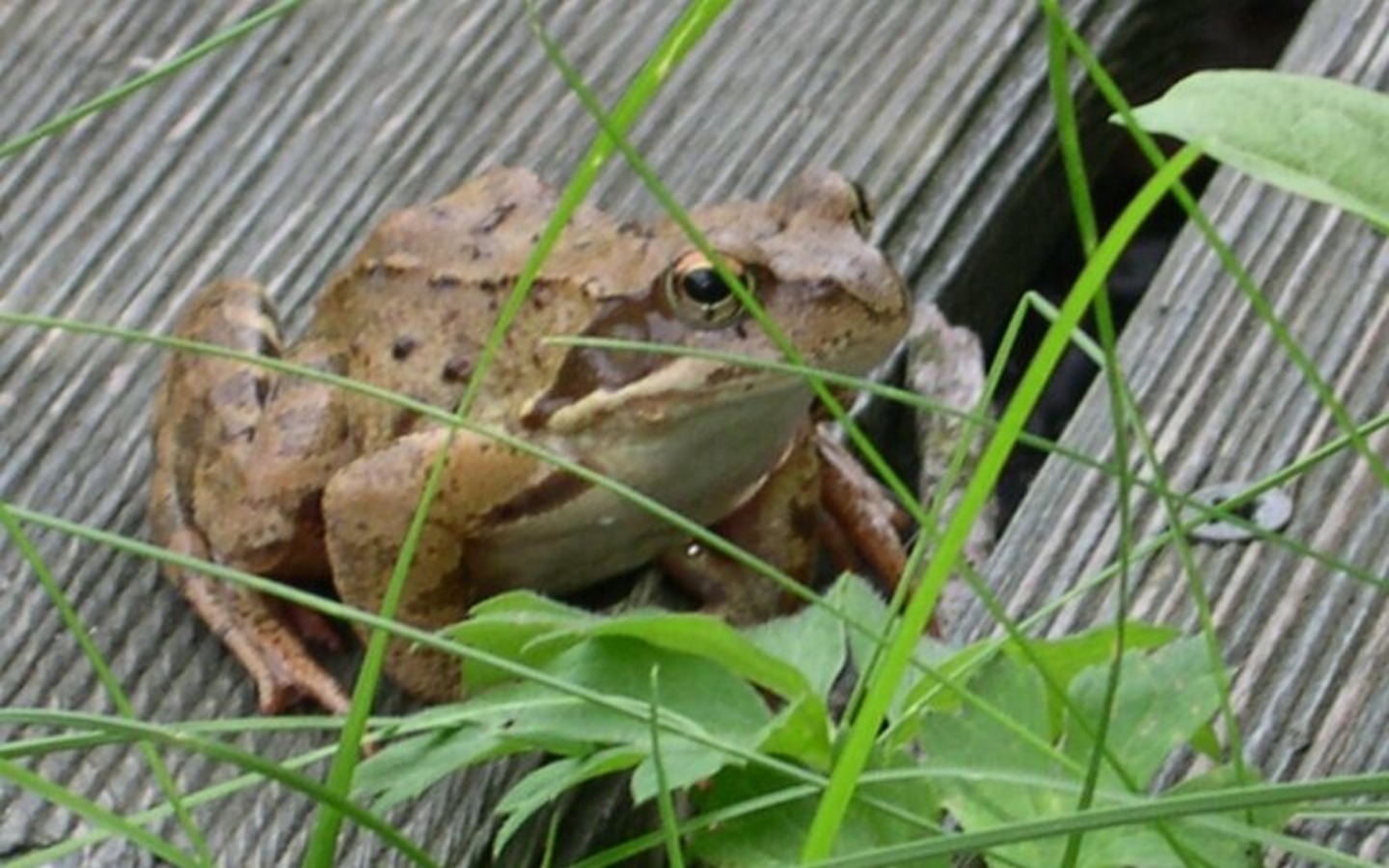 Frosch