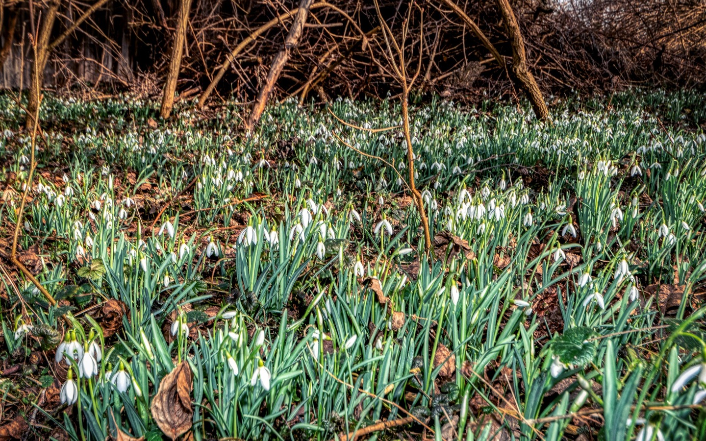 Fr&uuml;hlingsgr&uuml;&szlig;e