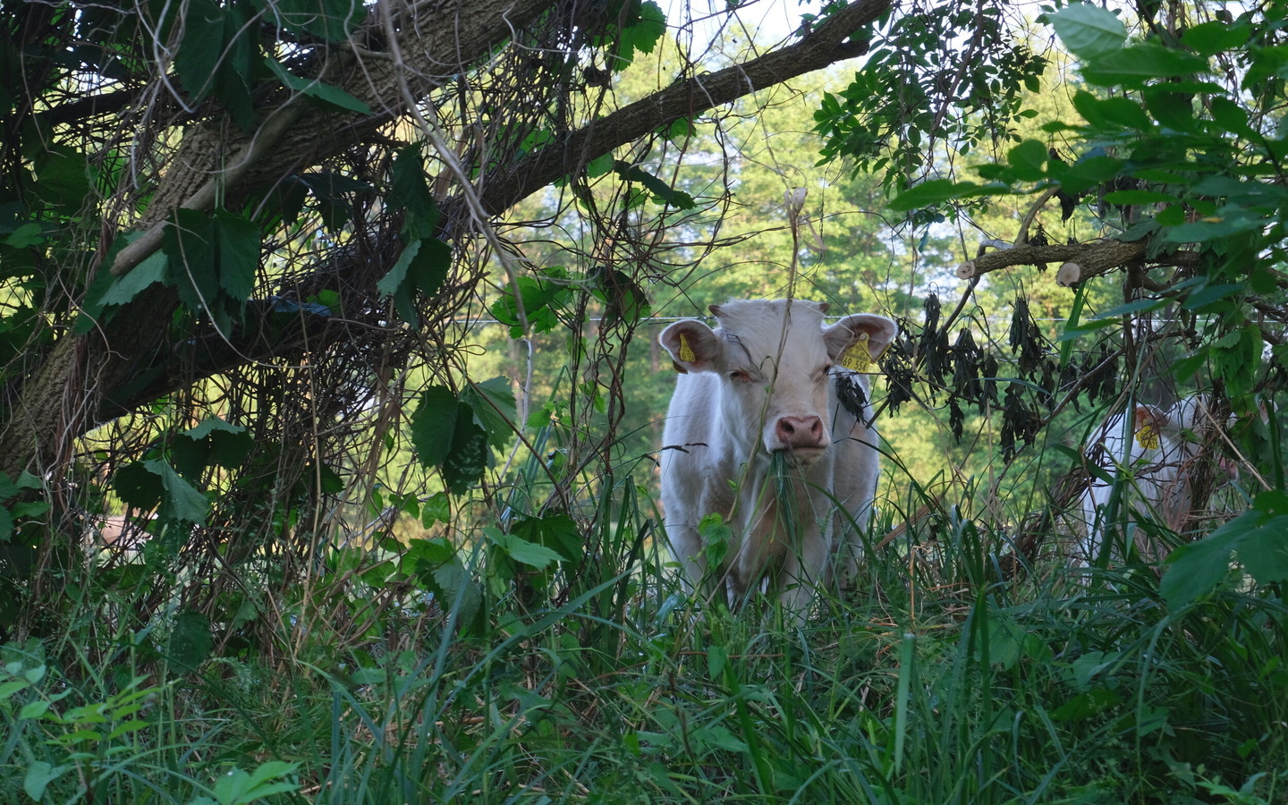 Spreewaldimpressionen