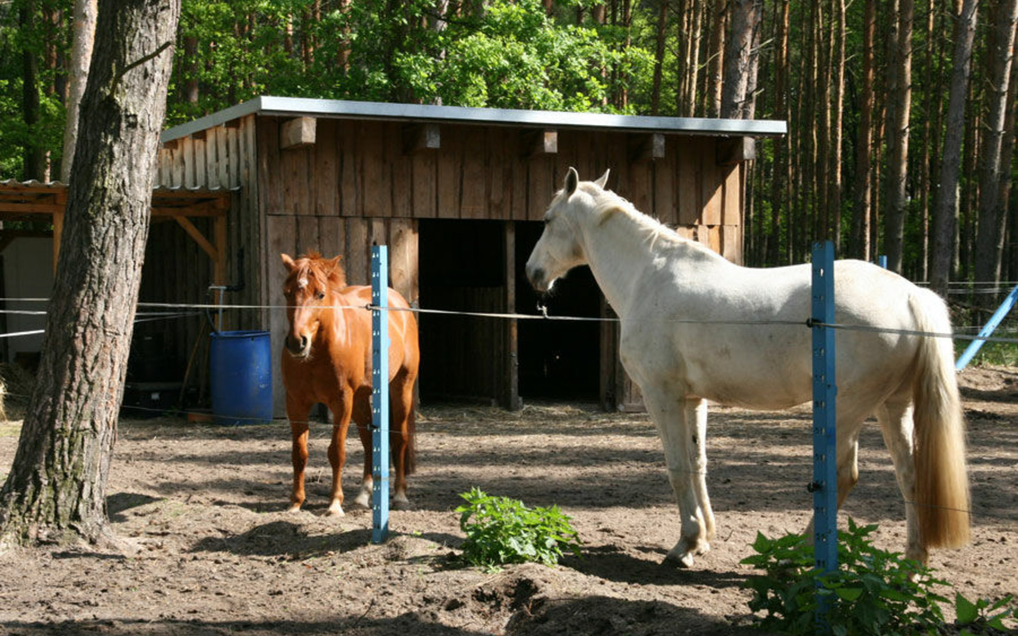 Reiterhof Spreewald, Foto: RTB GmbH & Co. KG, Lizenz: Amt Burg (Spreewald)