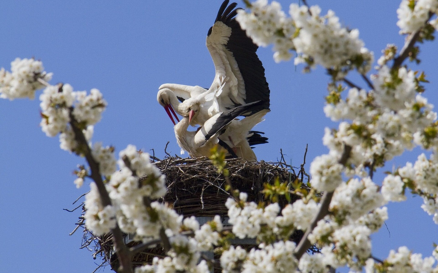 Storchentour, Foto: Peter Becker, Lizenz: Amt Burg (Spreewald)