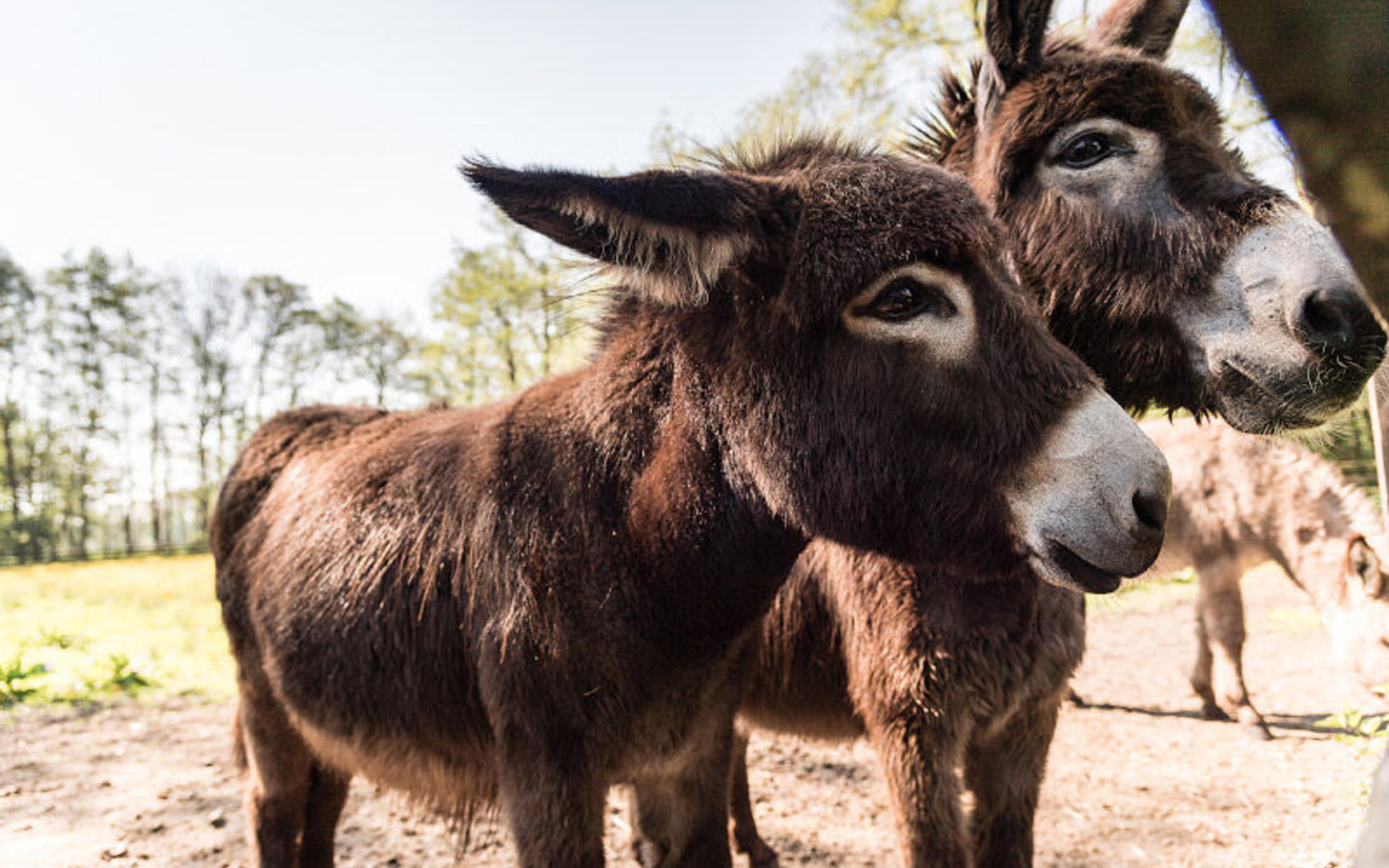 Streichelzoo, Foto: Streichelzoo Landhotel Burg, Lizenz: Amt Burg (Spreewald)