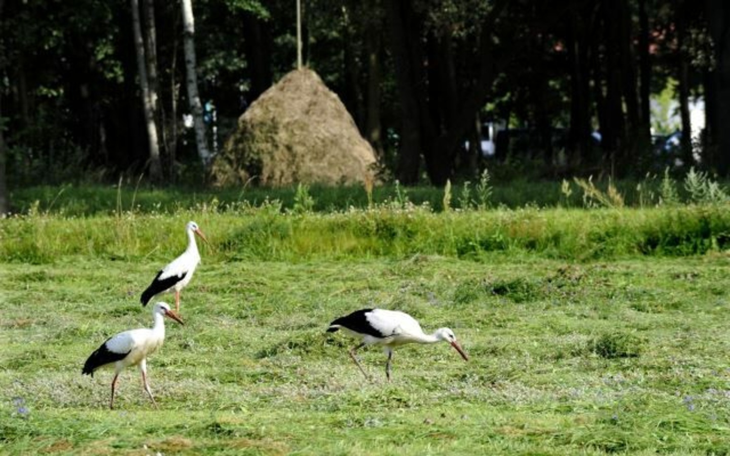St&ouml;rche im Spreewald, Foto: Richard Kliche, Lizenz: Amt Burg (Spreewald)