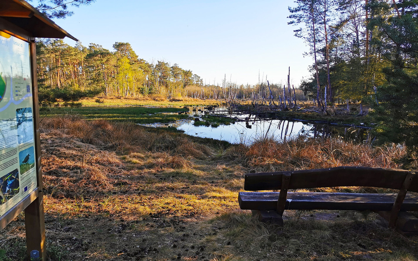 Lieberoser Heide, Foto: Marie Wanta, Lizenz: Amt Burg (Spreewald)