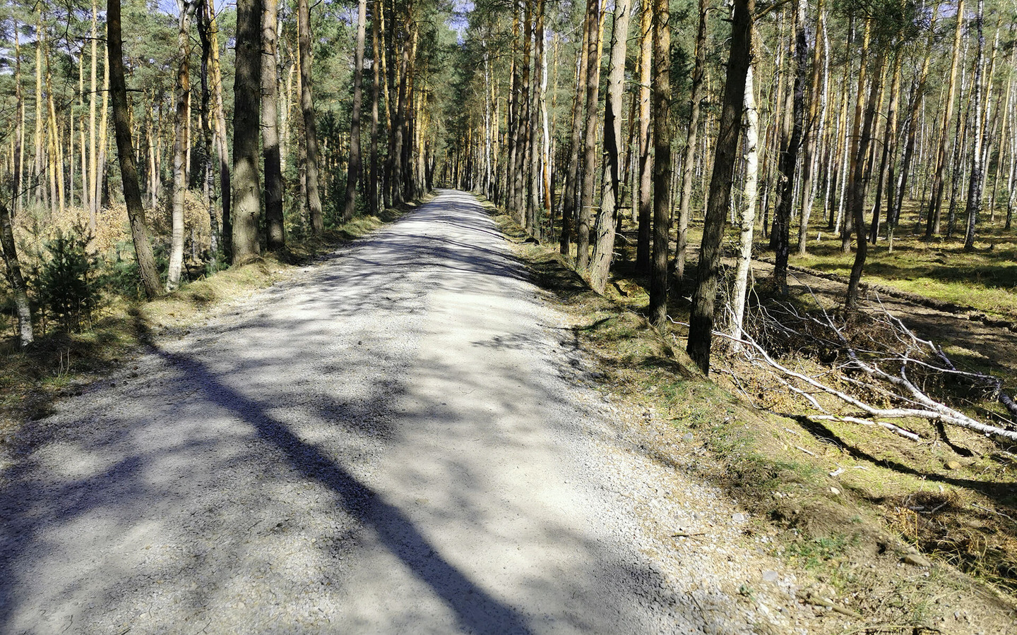 Radweg Lieberoser Heide, Foto:  Marie Wanta, Lizenz: Amt Burg (Spreewald)