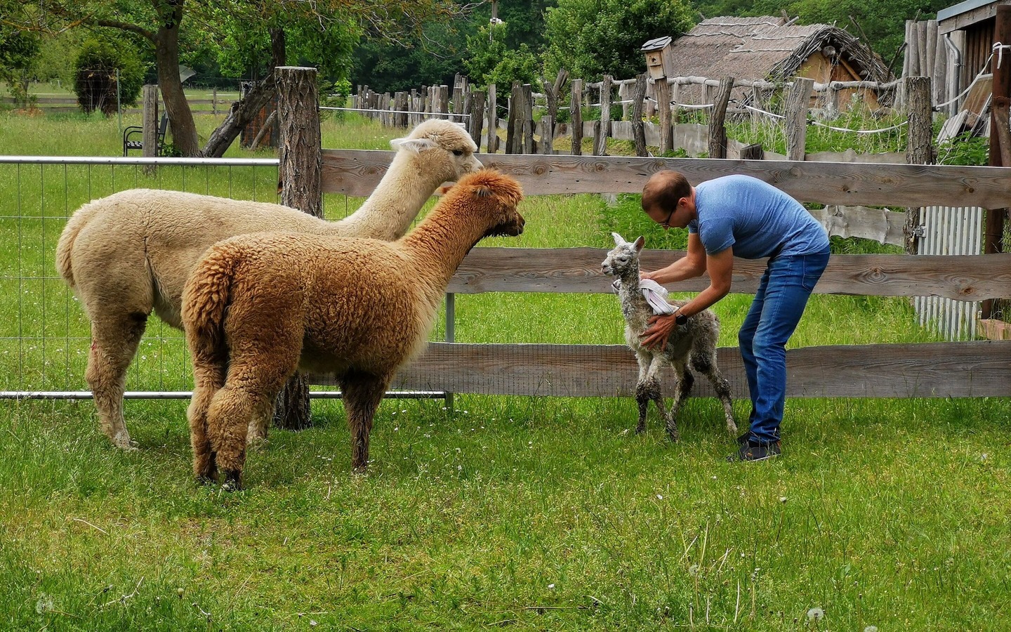 Alpakageburt, Foto: Julia Scherry, Lizenz: Spreeauen-Alpakas