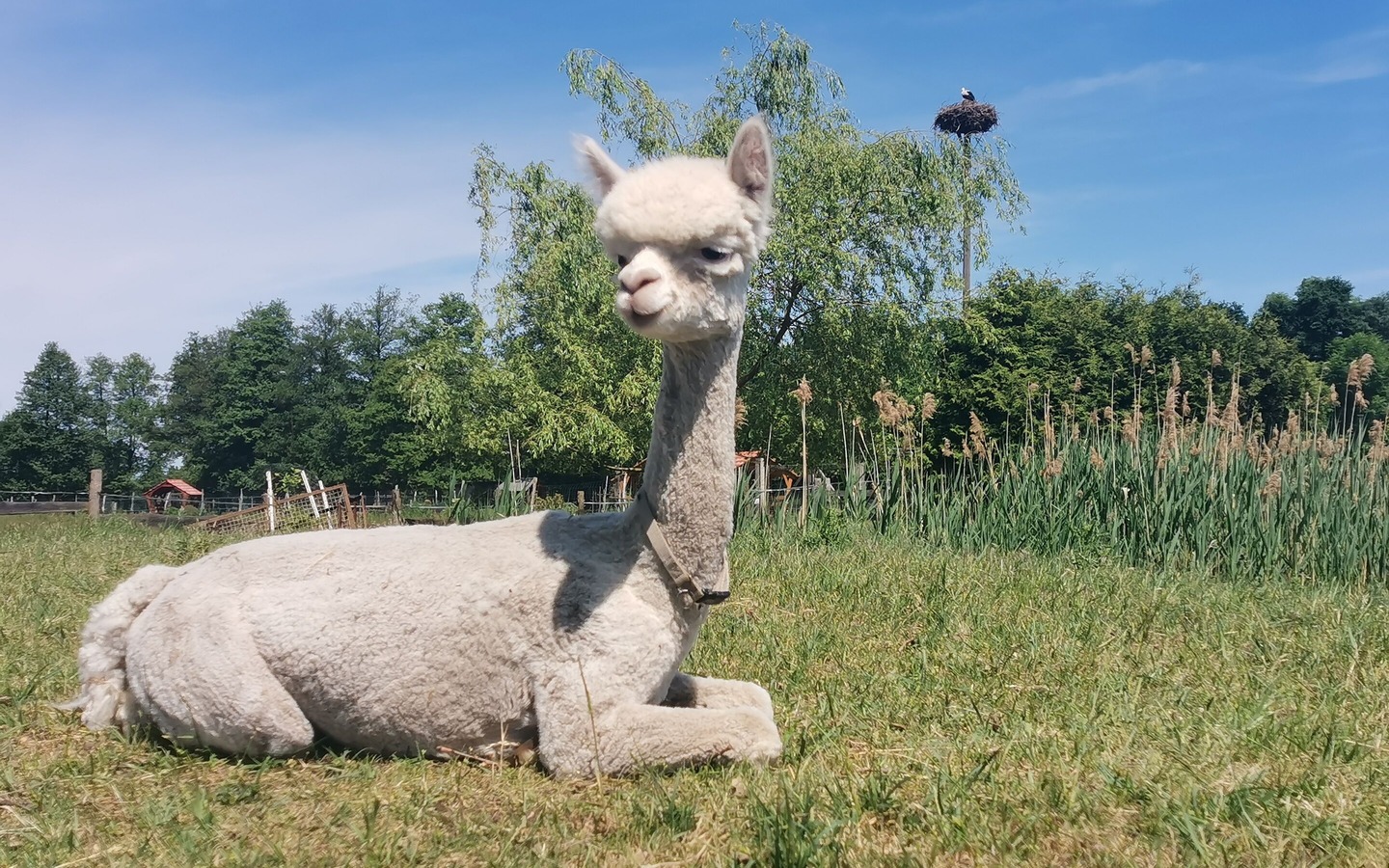 Alpaka mit Storch, Foto: Julia Scherry, Lizenz: Spreeauen-Alpakas