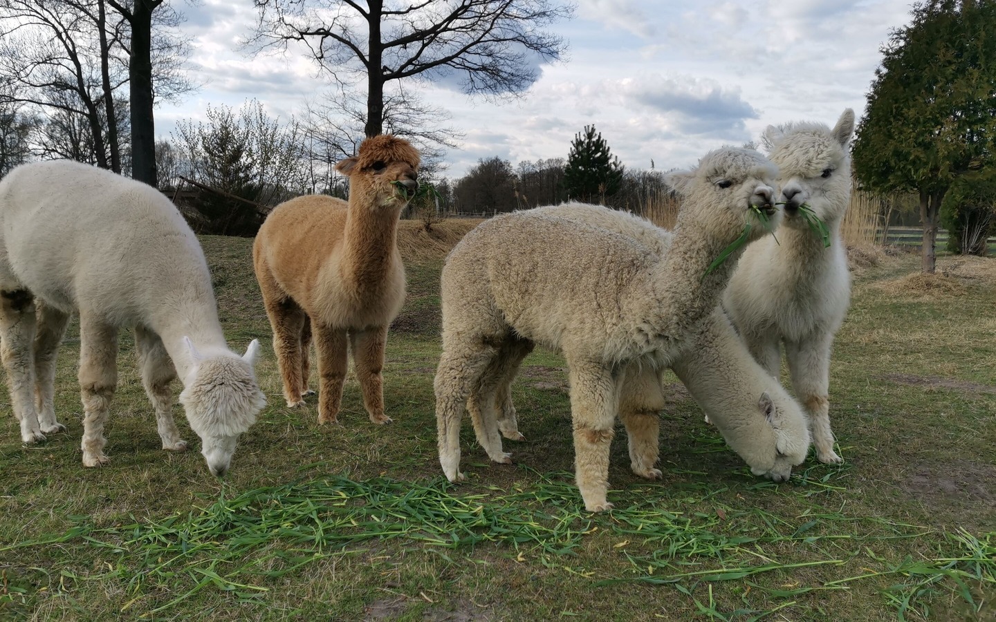 Spreeauen-Alpakas, Foto: Julia Scherry, Lizenz: Spreeauen-Alpakas