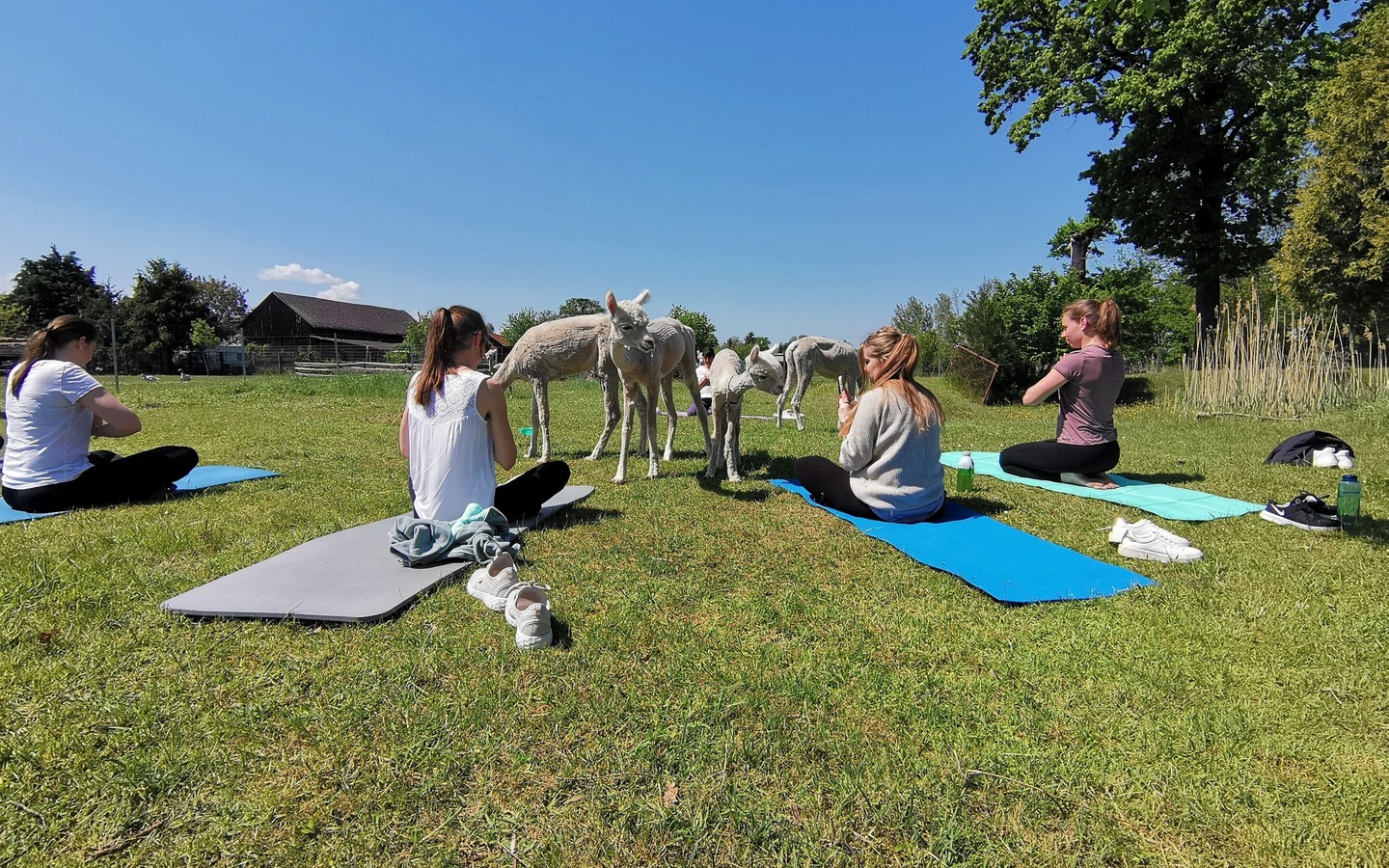 Yoga mit Alpakas, Foto: Julia Scherry, Lizenz: Spreeauen-Alpakas