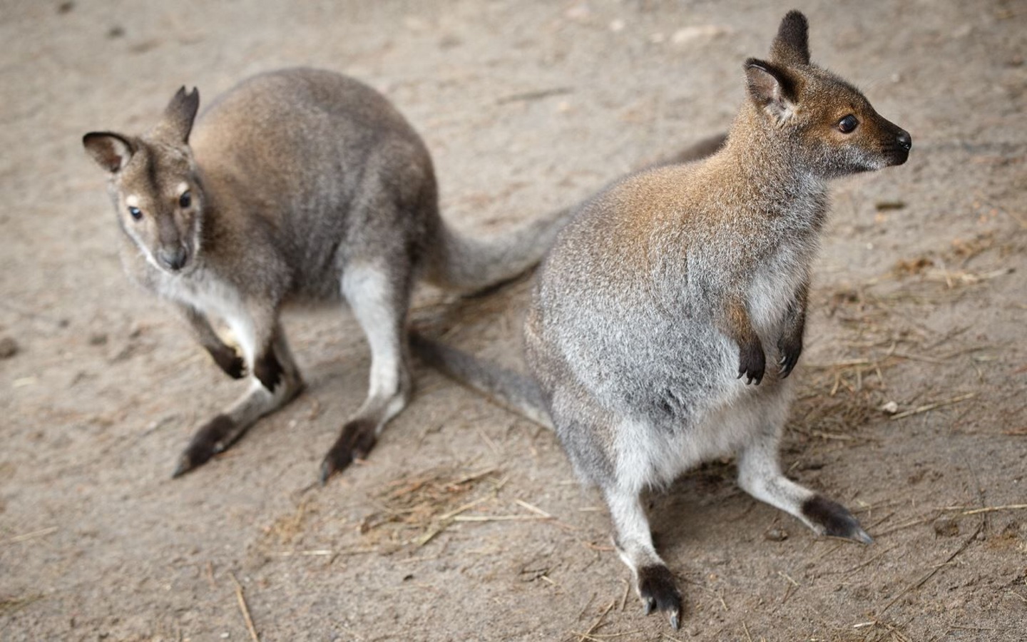 Benett K&auml;ngurus, Foto: TEG mbH