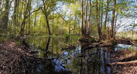 Byhleguhrer See, Foto: Anton Lehnig, Lizenz: NaturSchutzFonds Brandenburg