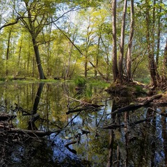 Byhleguhrer See, Foto: Anton Lehnig, Lizenz: NaturSchutzFonds Brandenburg