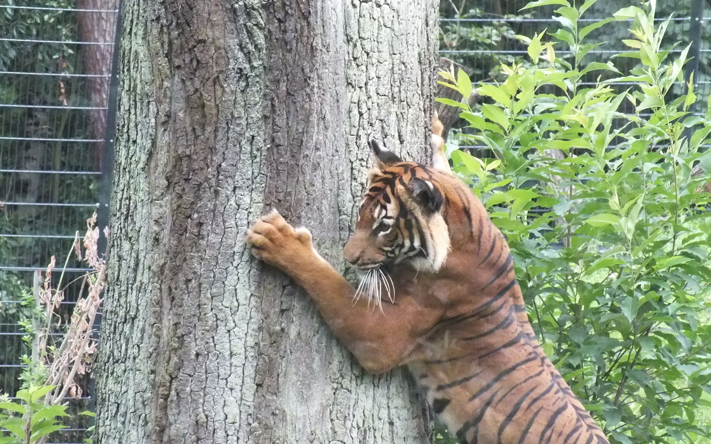 Tiger auf der in 2015 neuer&ouml;ffneten Au&szlig;enanlage, Foto: Tierpark Cottbus