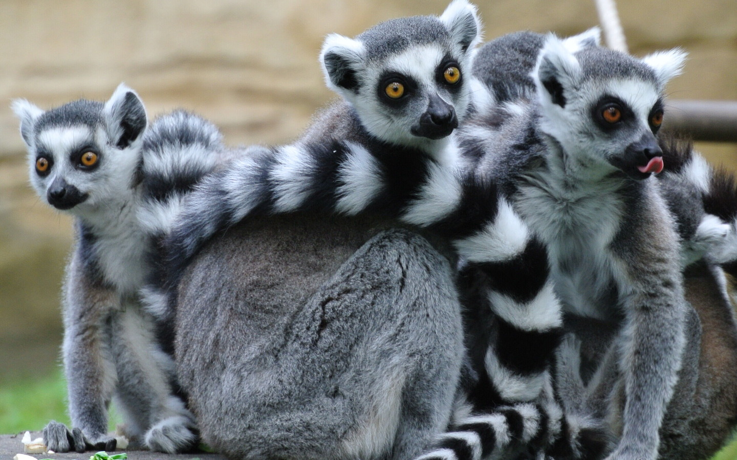 Kattas, Foto: Tierpark Cottbus