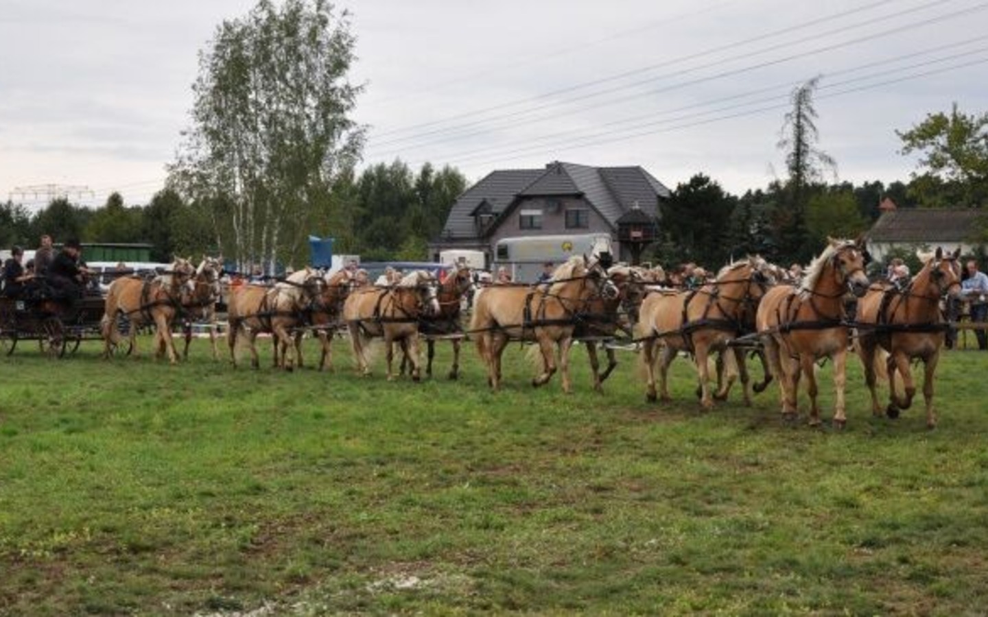 Haflingerhof Noack - Zw&ouml;lfsp&auml;nner