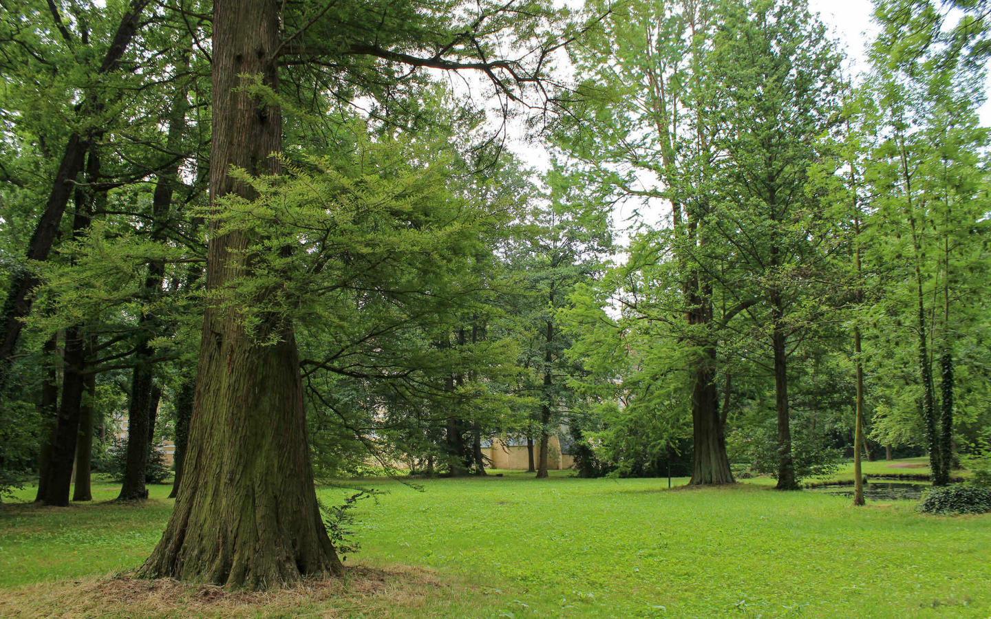 Sumpfzypressen im Schlosspark, Foto: Markus Graf