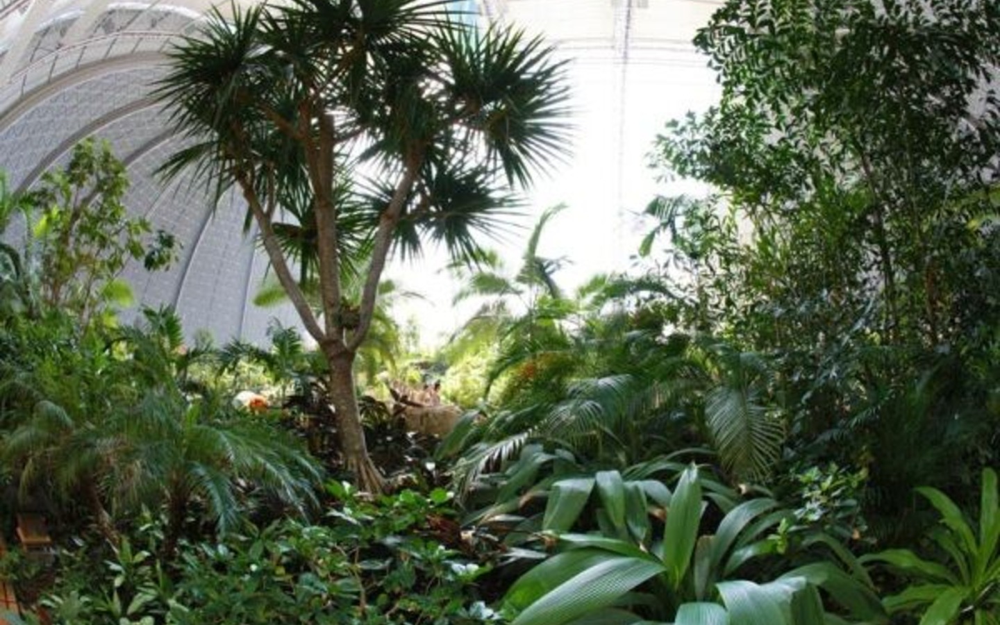 Regenwald, Foto: Tropical Islands