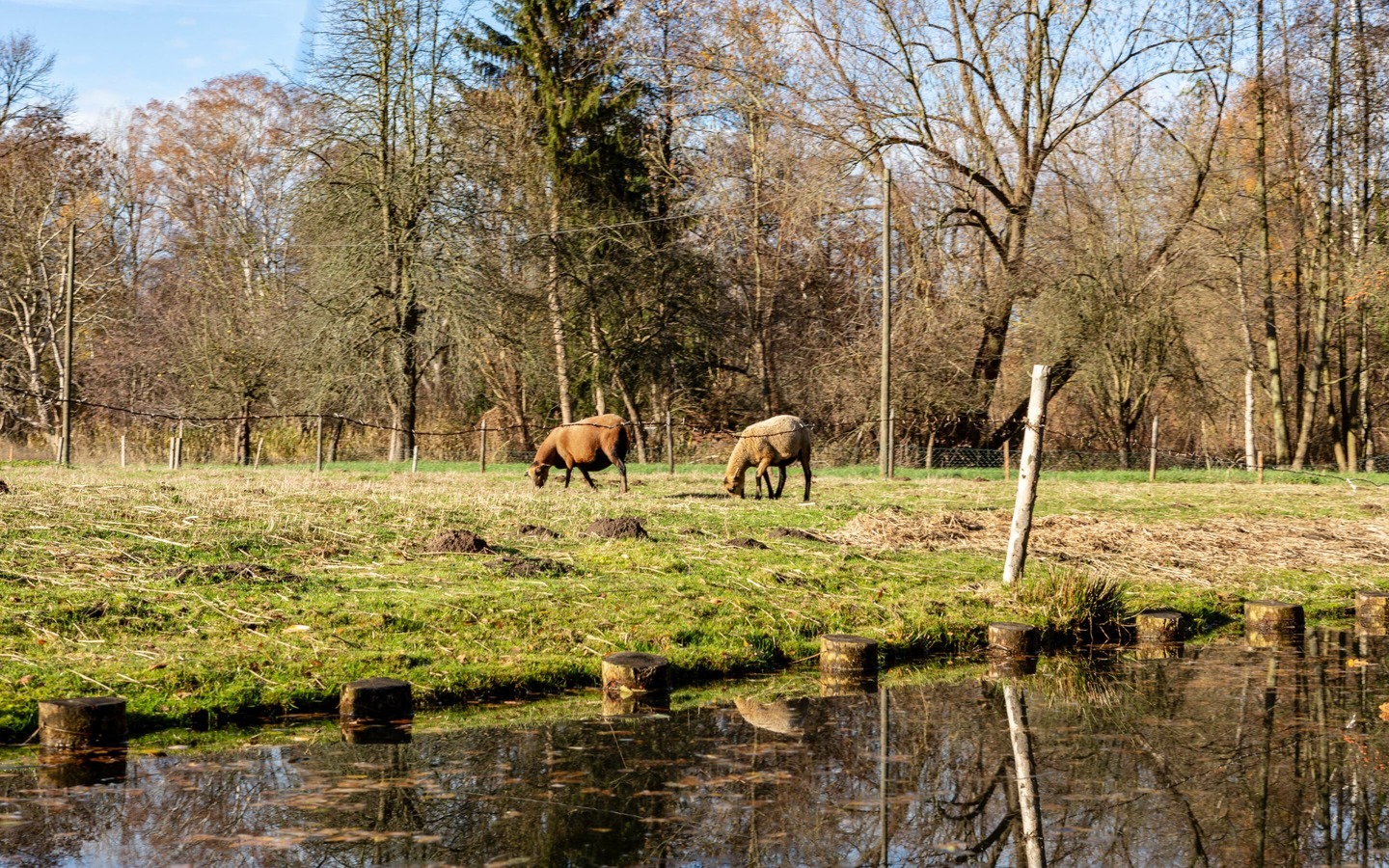 Tiereauf der Weide, Foto: TMB Fotoarchiv/Steffen Lehmann